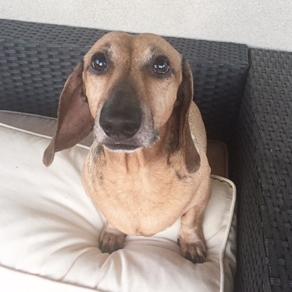 Meet your Posher, Tanna - Picture 2 of 4